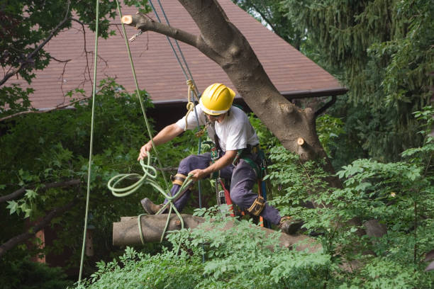 Best Root Management and Removal  in Whitesboro, NJ