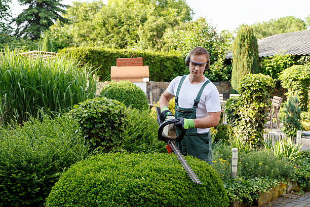 How Our Tree Care Process Works  in  Whitesboro, NJ